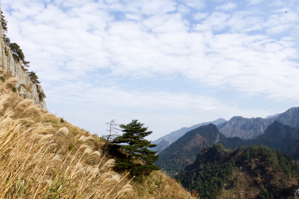 green trees on mountain under white clouds during daytime