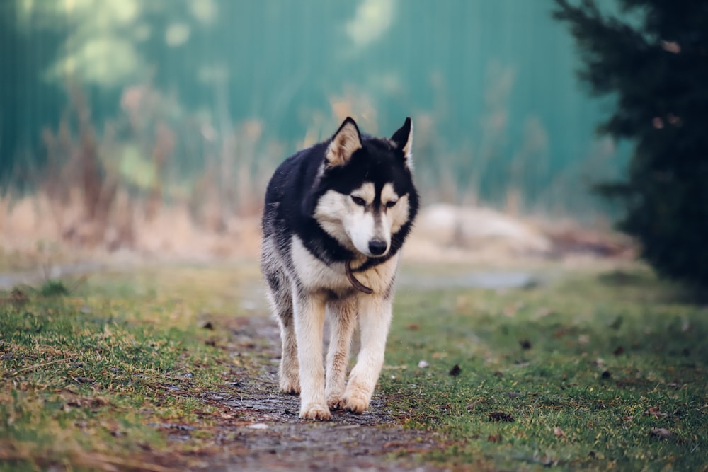 昼間の緑の芝生の上の黒と白のシベリアンハスキーの子犬