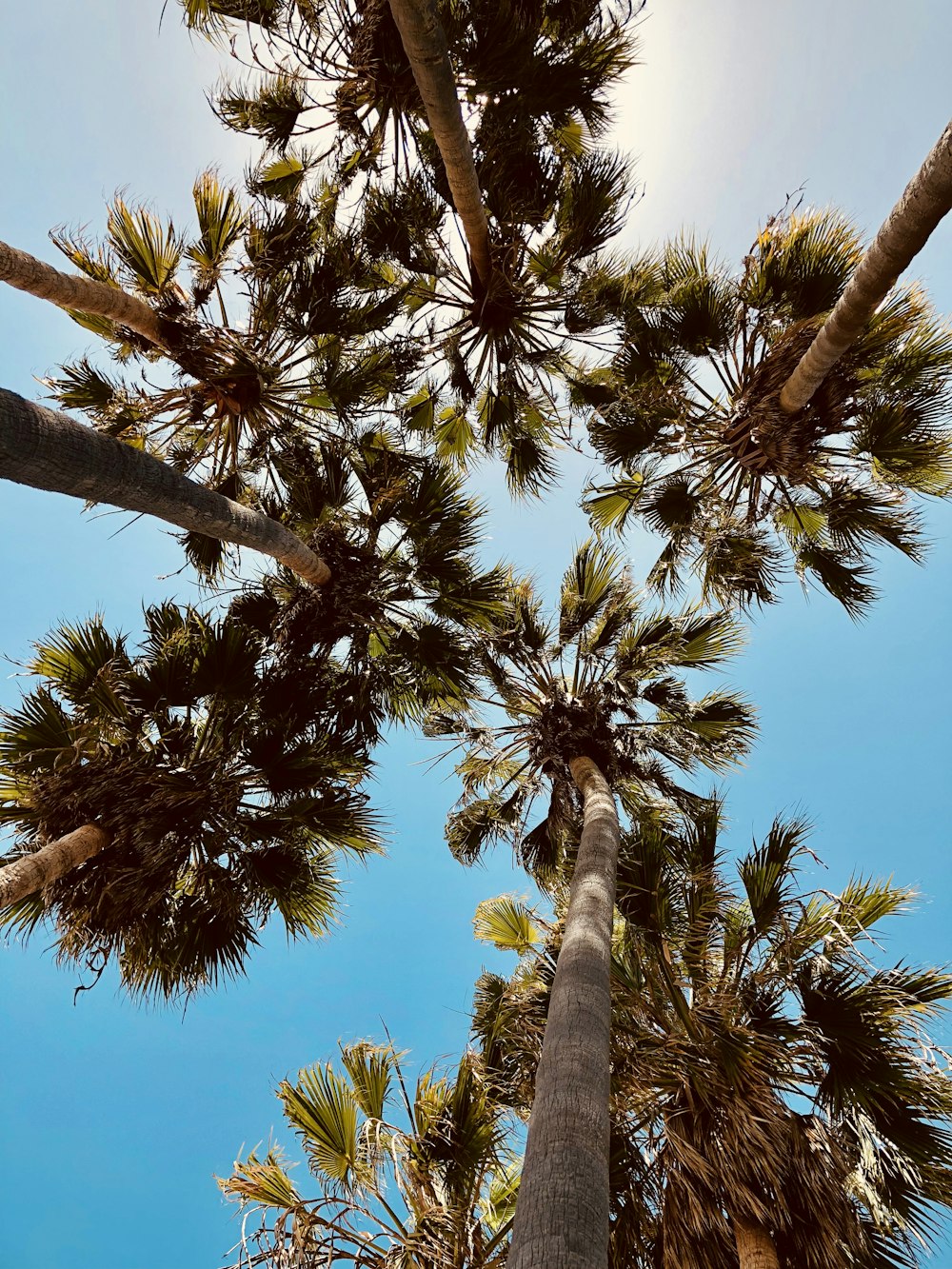 green palm tree under blue sky during daytime