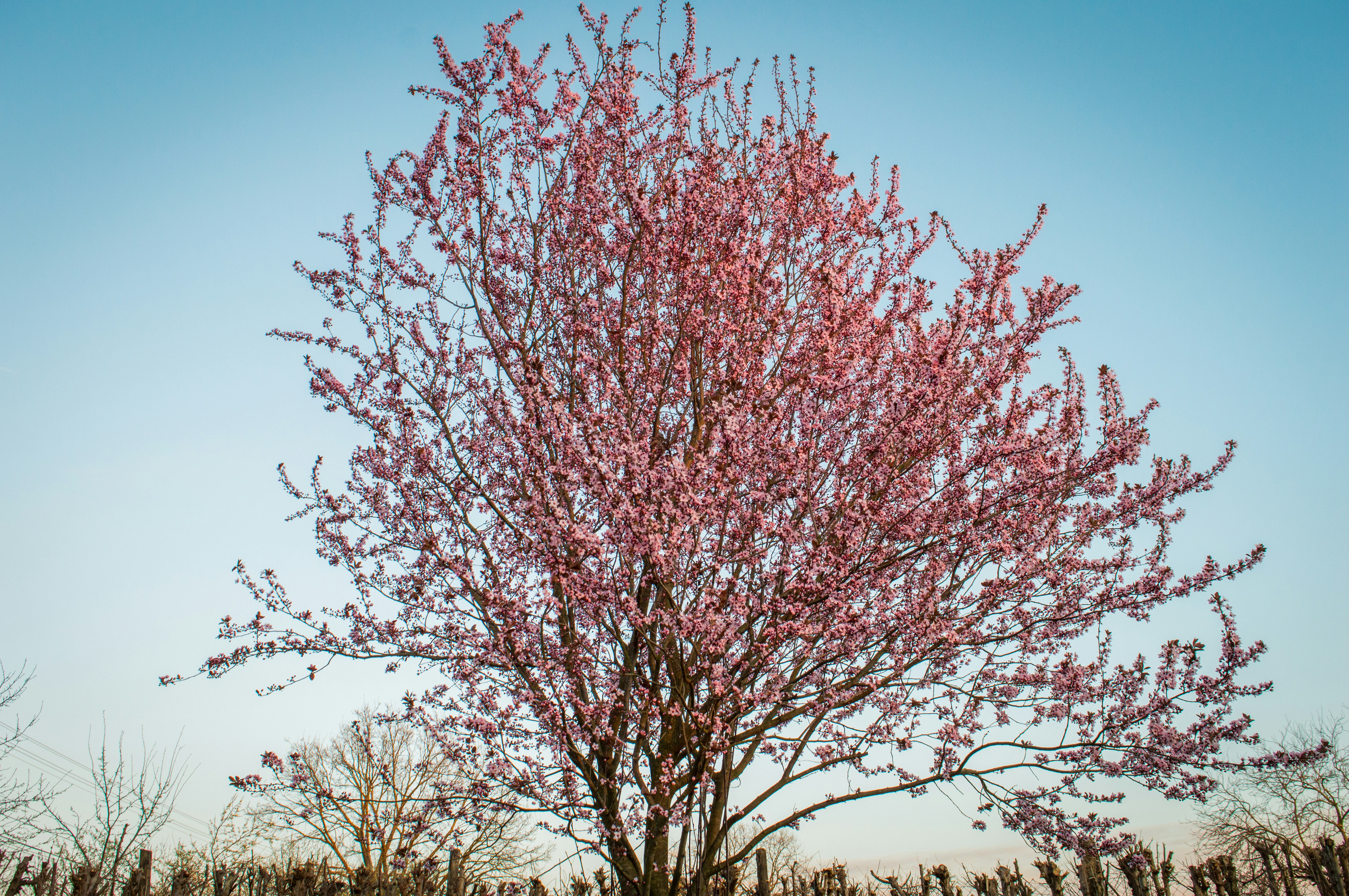 red leaf tree during daytime
