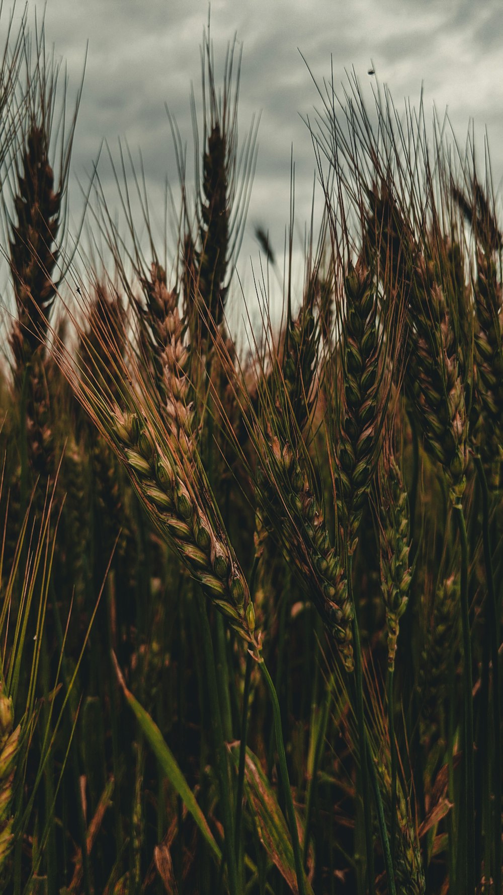 brown wheat field during daytime