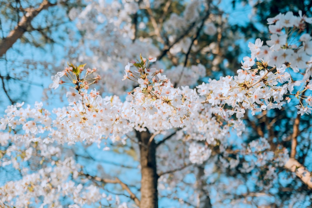 white cherry blossom tree during daytime