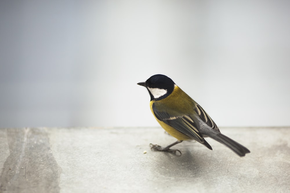 yellow black and white bird on white textile