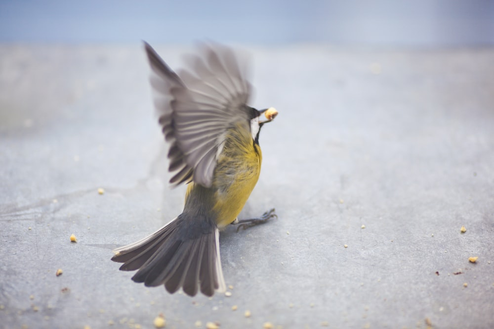 yellow and gray bird flying on snow covered ground during daytime