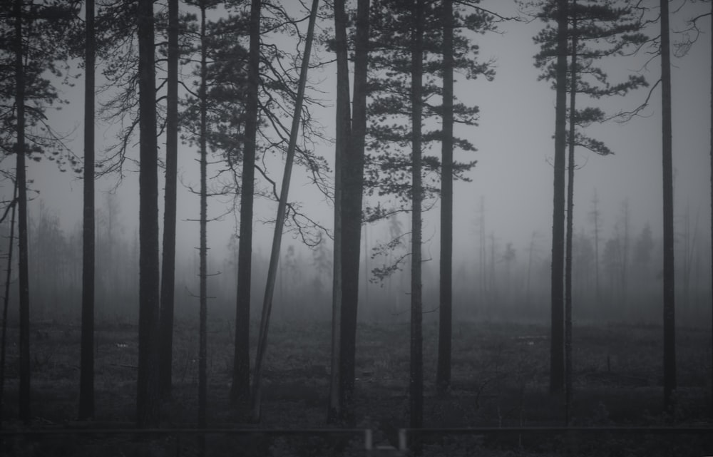 Arbres nus noirs sur la forêt pendant la journée
