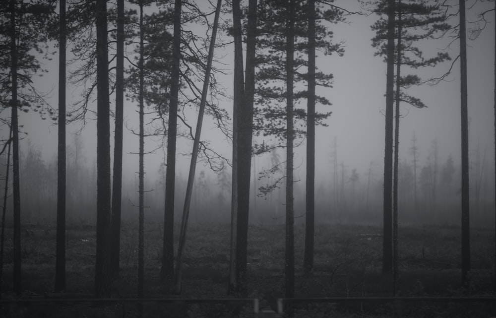 black bare trees on forest during daytime