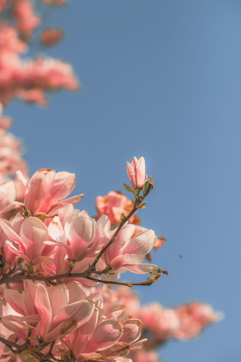 pink flowers under blue sky during daytime