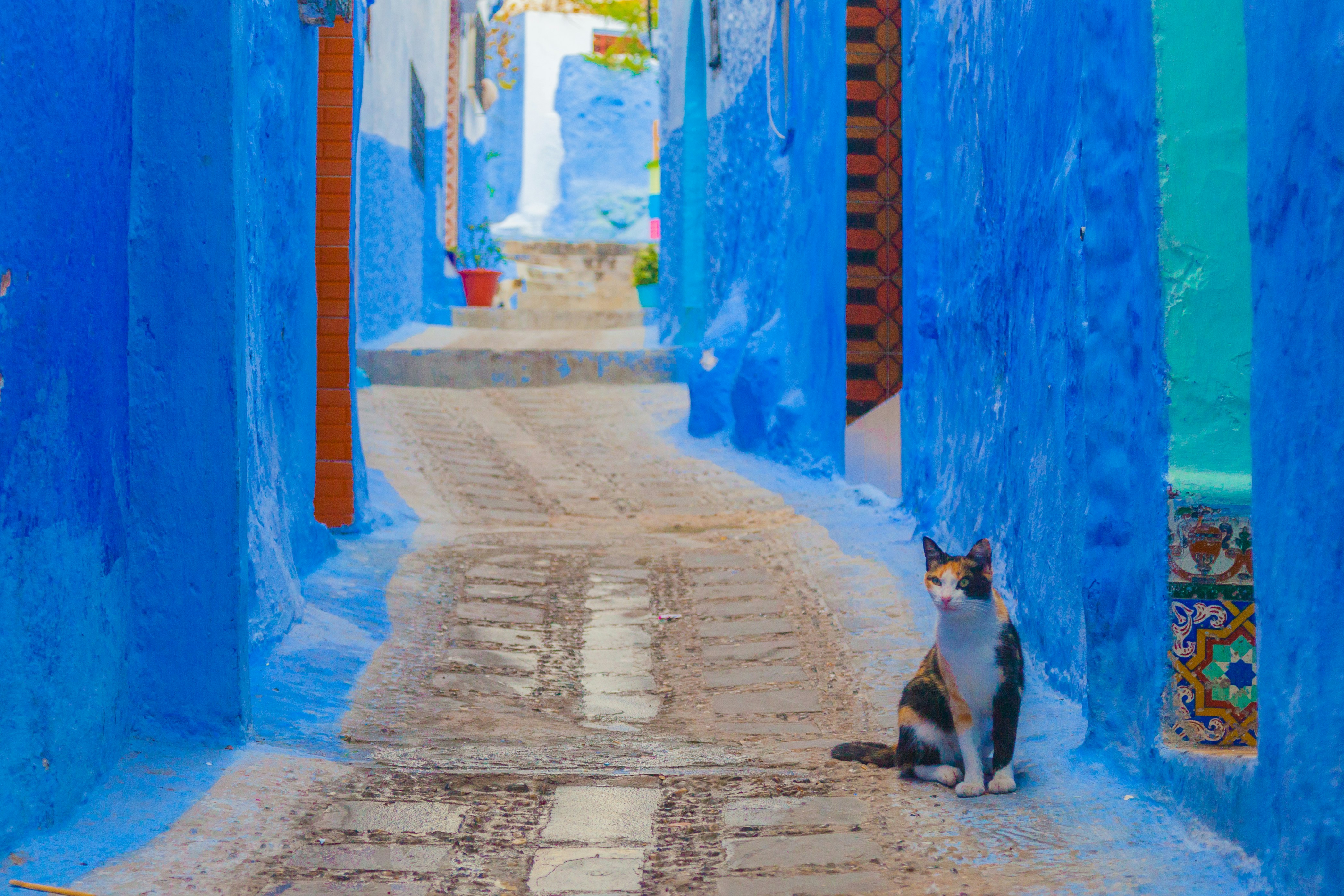 white and black cat on gray concrete road during daytime