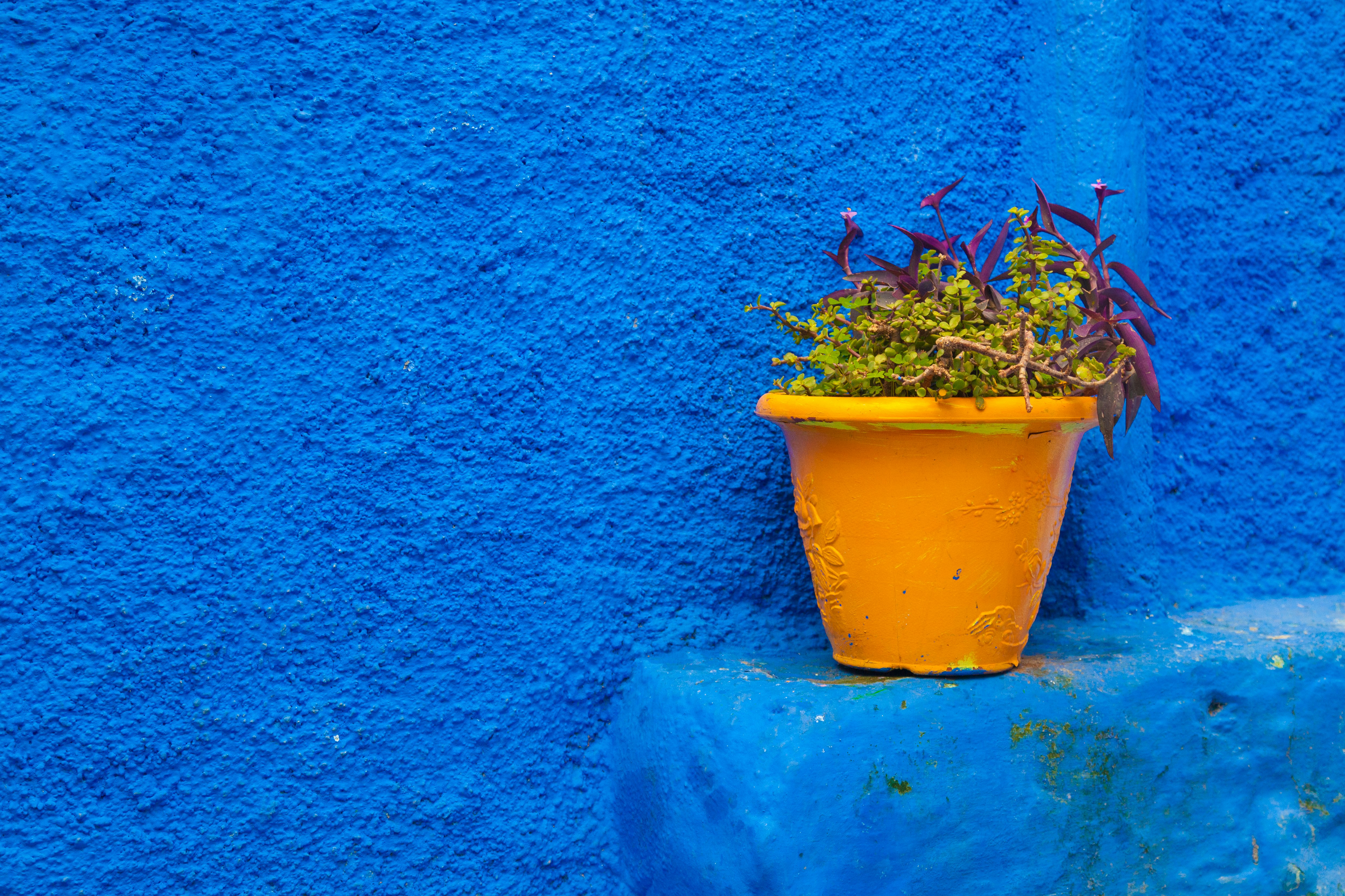 red and green plant in yellow pot