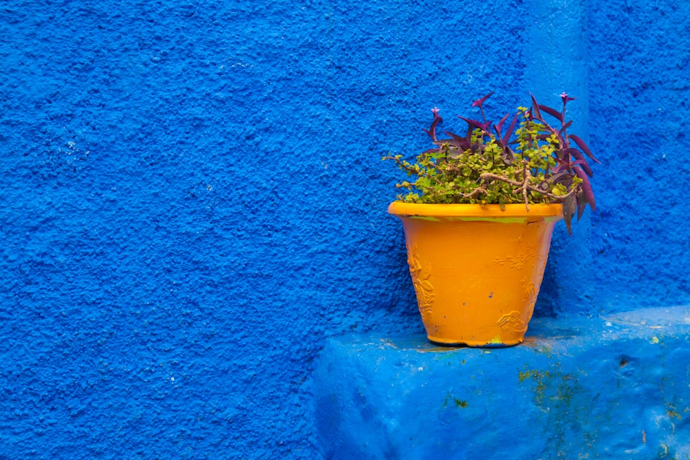 red and green plant in yellow pot