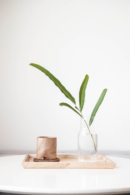 green plant in clear glass vase