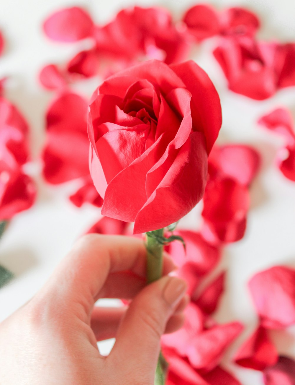 person holding red rose flower