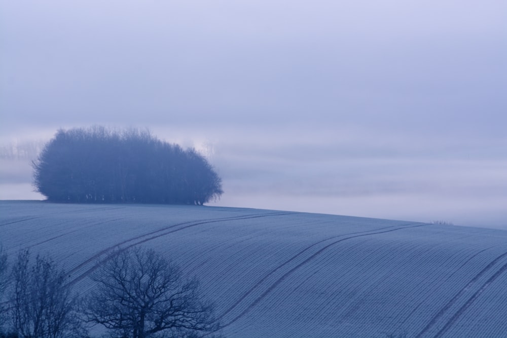 snow covered trees and road during daytime