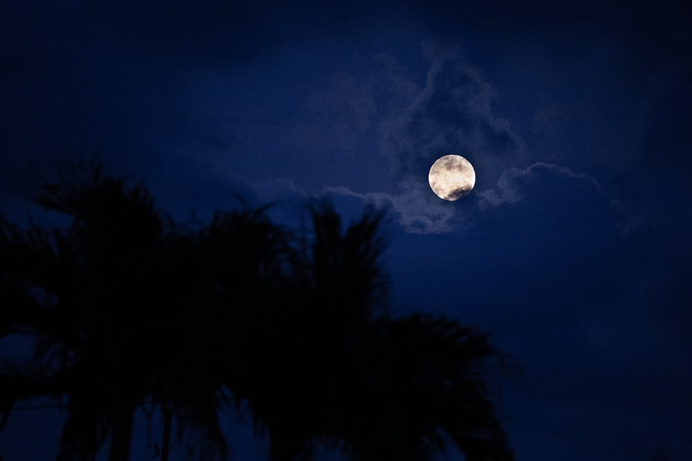 full moon over green trees