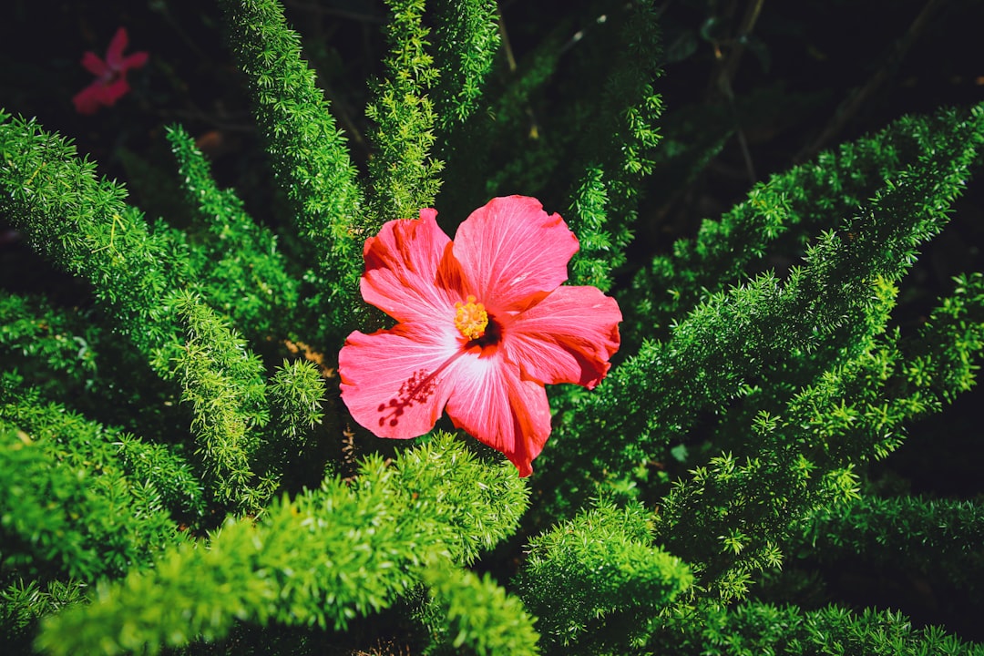 red hibiscus in bloom during daytime