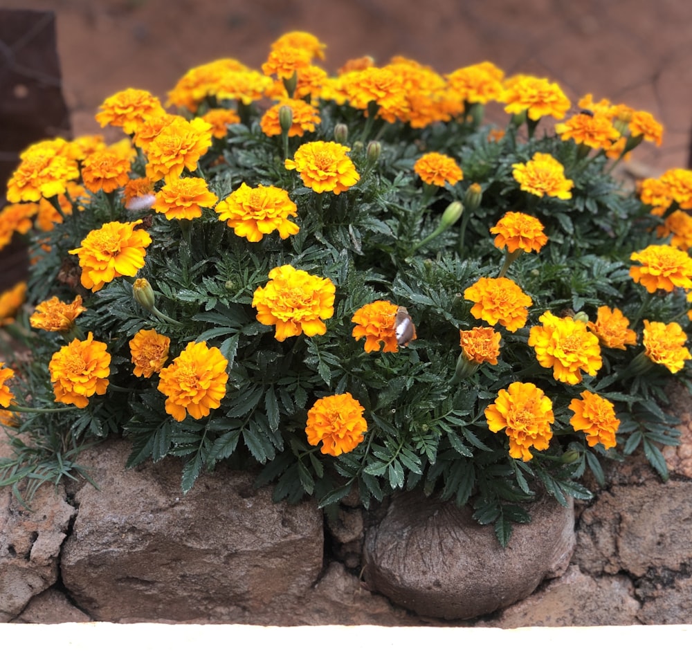yellow and orange flowers on brown concrete wall