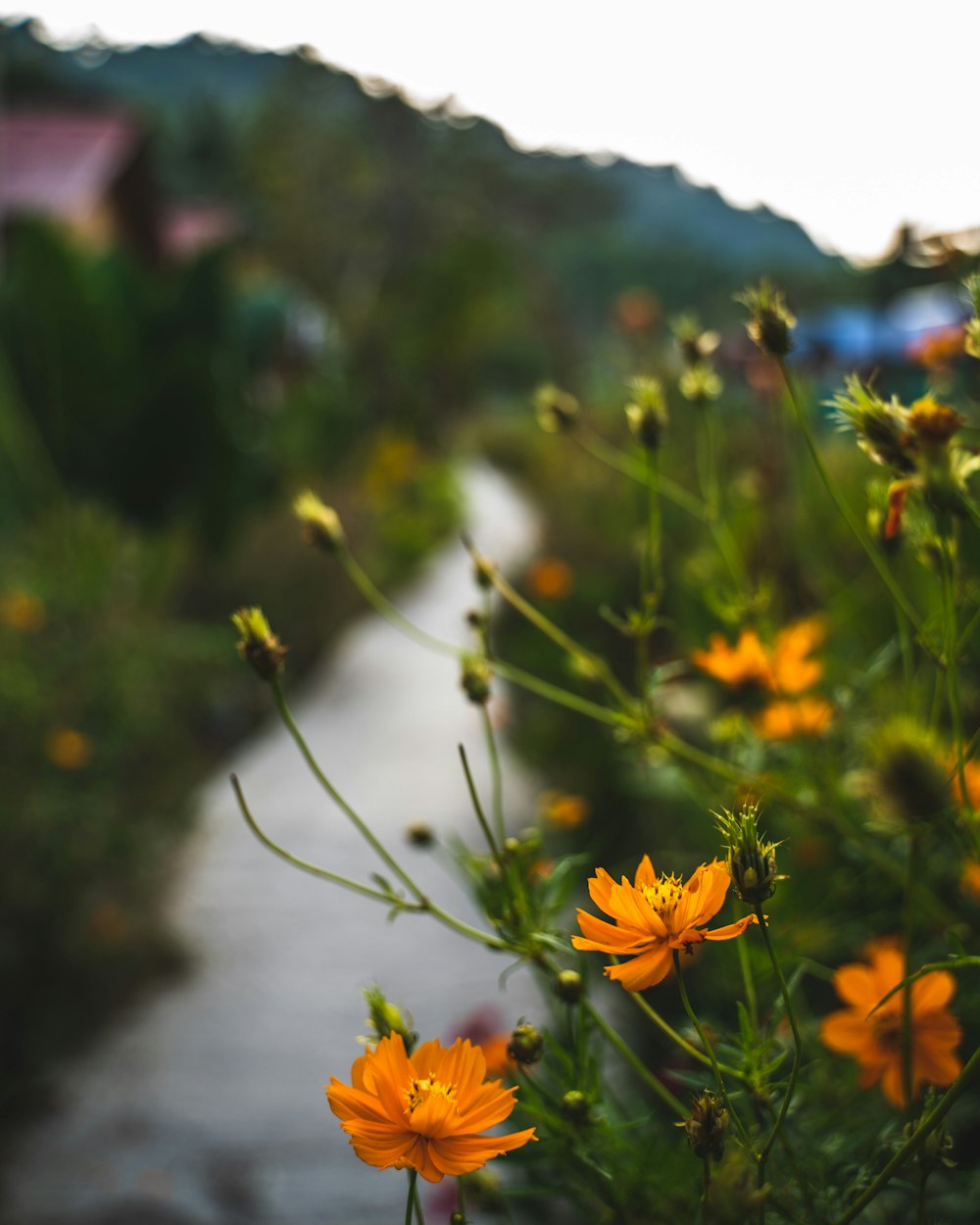 yellow flowers in tilt shift lens