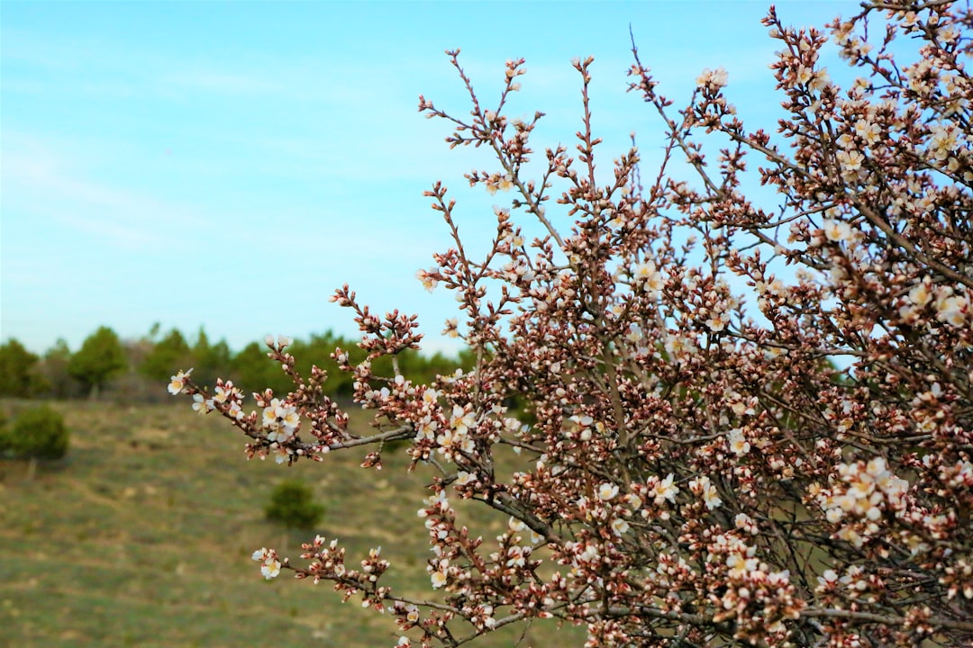 brown and green tree under blue sky during daytime