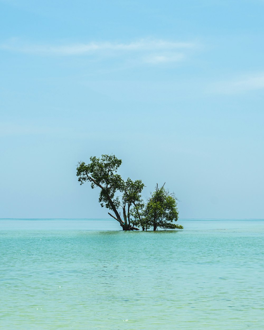 Árbol verde en el mar durante el día