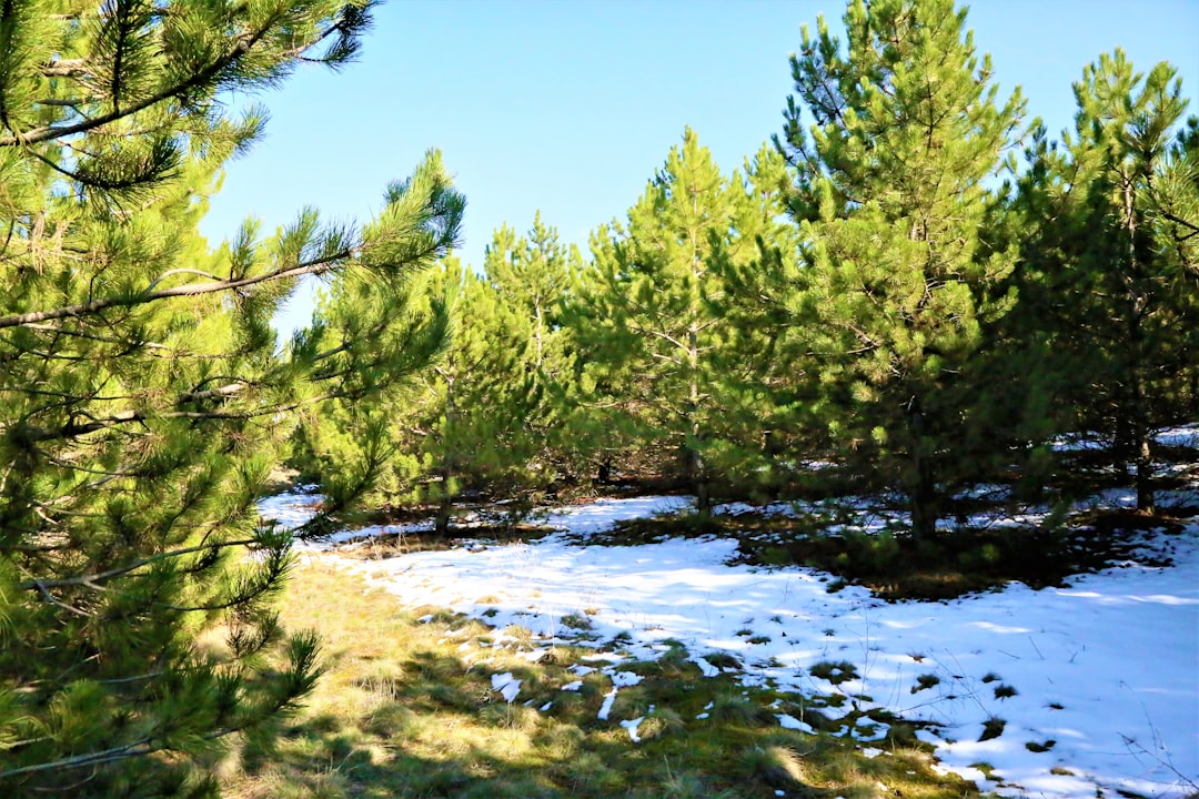 green trees near river under blue sky during daytime