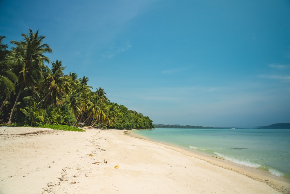 green palm trees on white sand beach during daytime