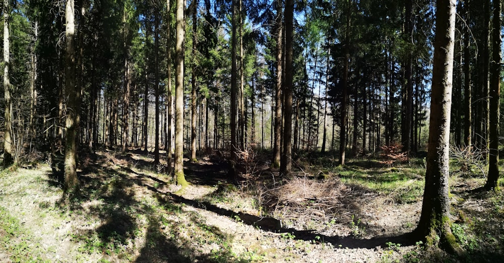 green trees on brown soil