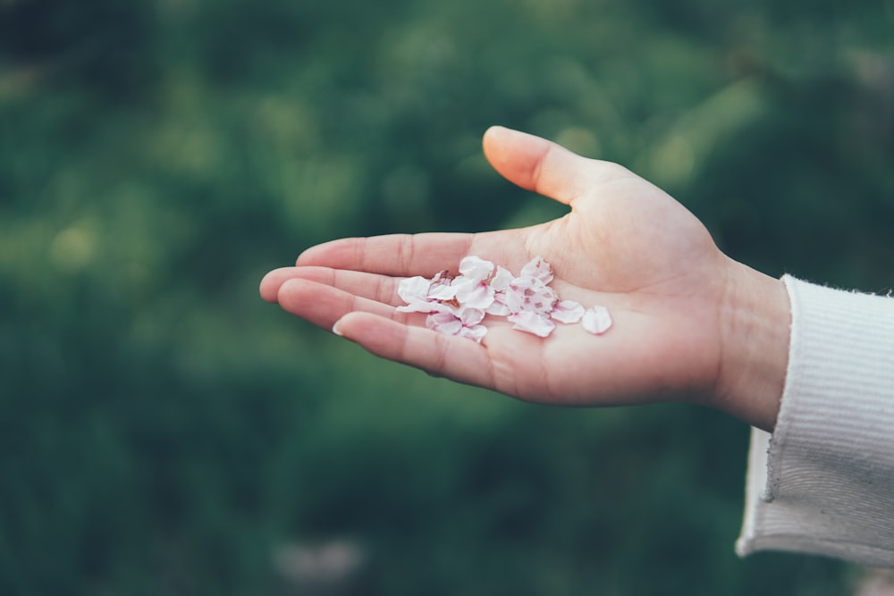 white flower petals on persons hand