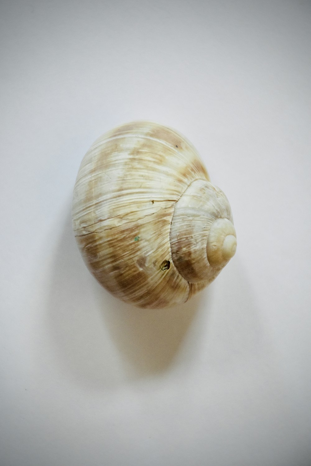 brown and white seashell on white textile