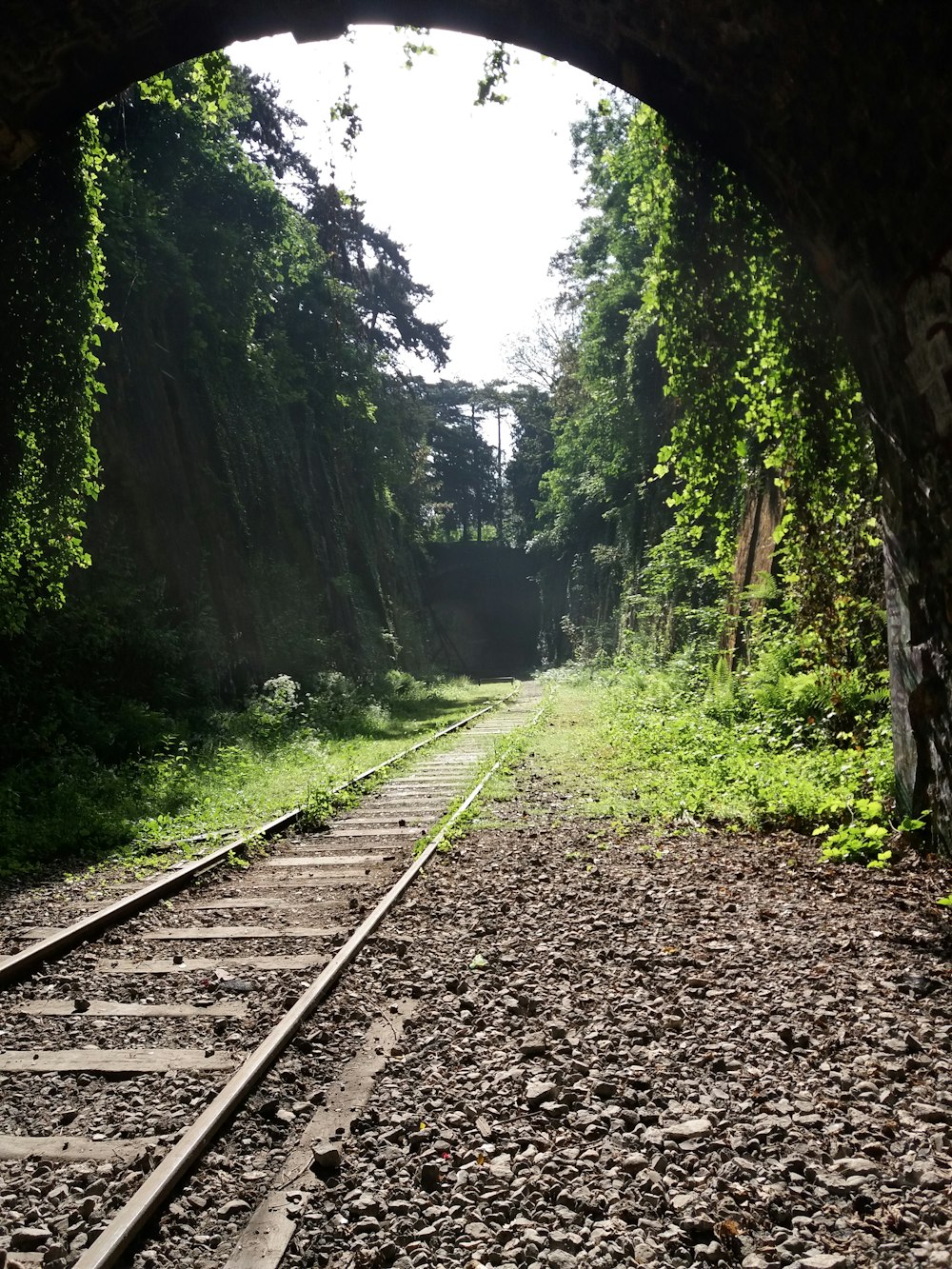 train rail in the forest