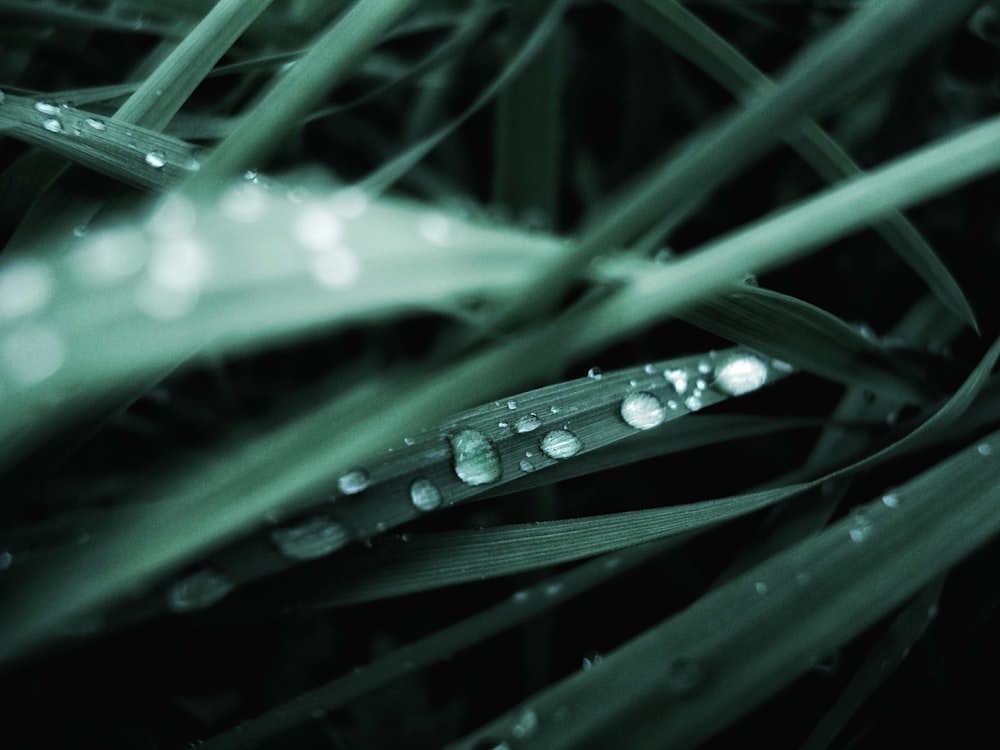 water droplets on green plant