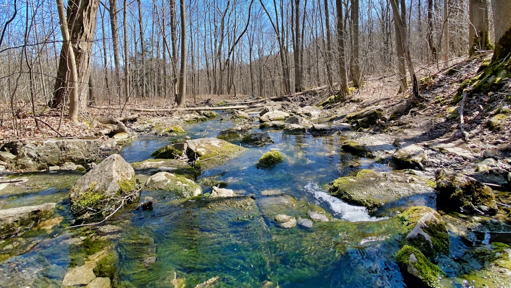 green water with rocks in the middle of the woods