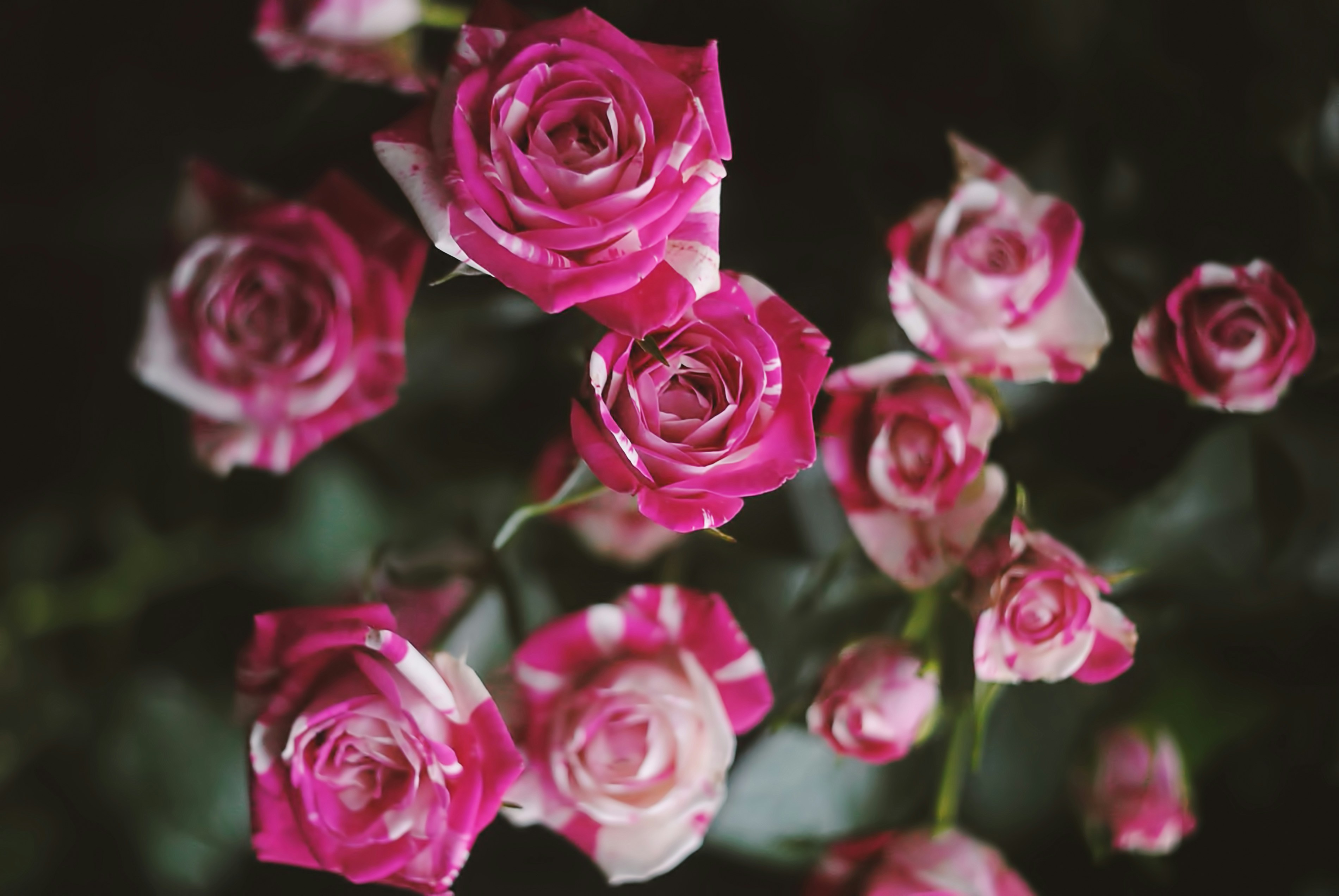 Photo by leonova_sia