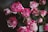 A cluster of vibrant pink roses with white-edged petals, surrounded by dark green leaves. The roses are in full bloom, creating a lush and rich display of colors.