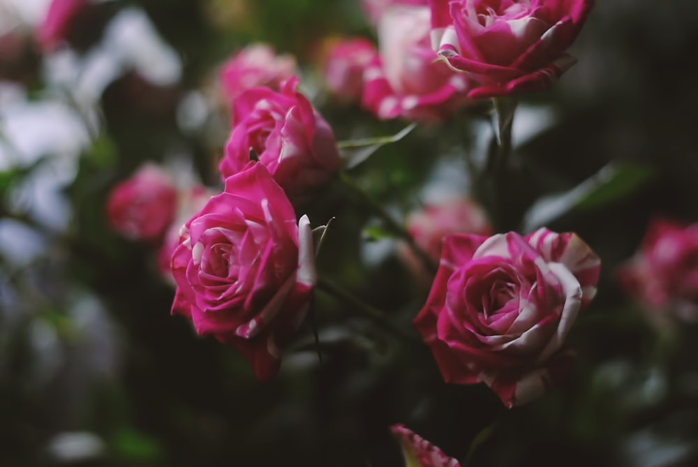 pink roses in close up photography
