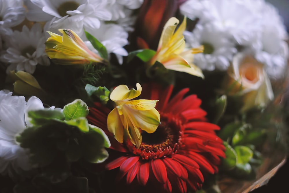 yellow and red flower in tilt shift lens