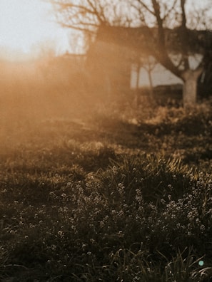 A grainy 1980s family picnic in vivid sunset hues on a lush green lawn.