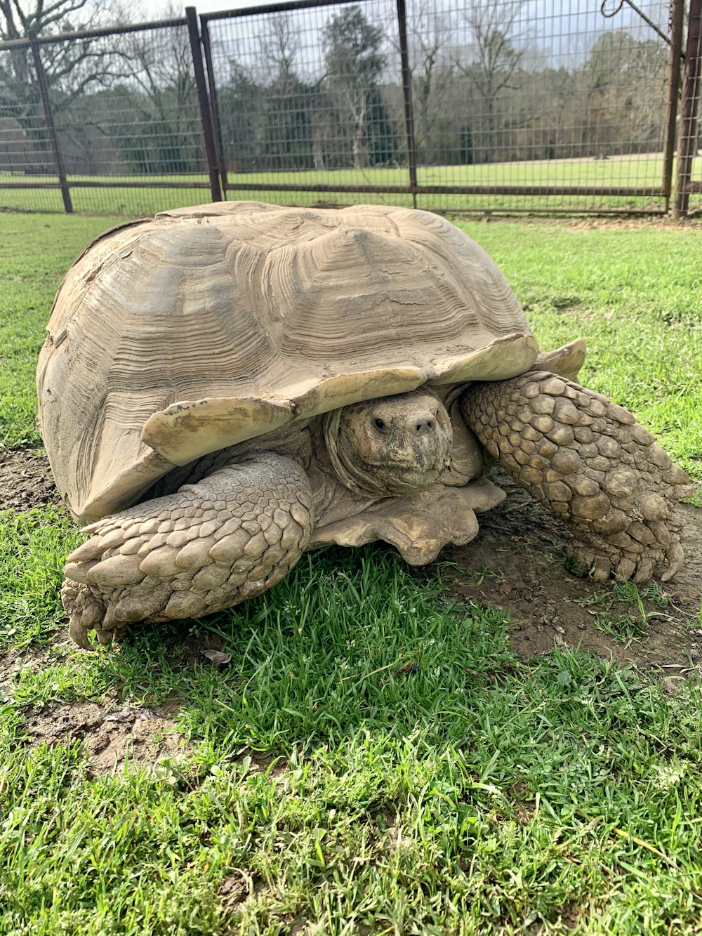 brown turtle on green grass during daytime