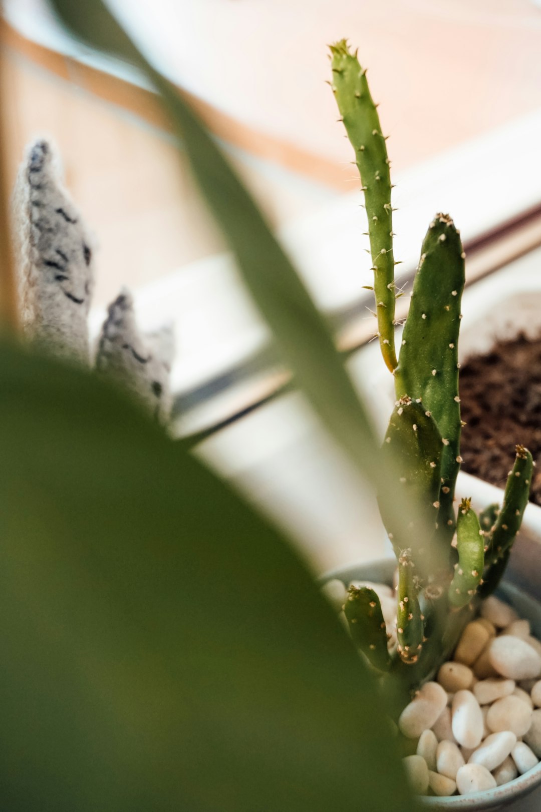 green plant on brown soil