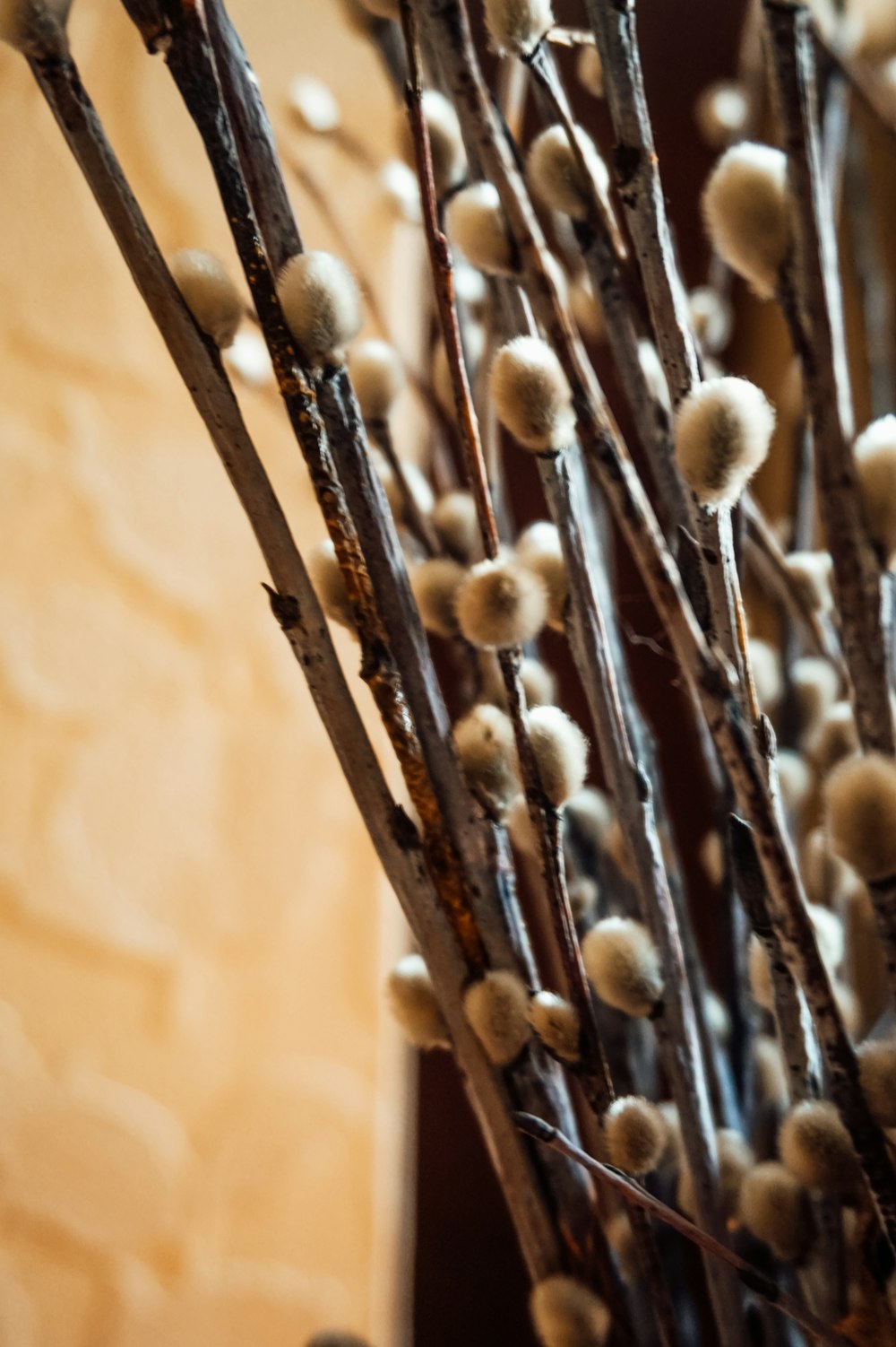 brown and white flower buds