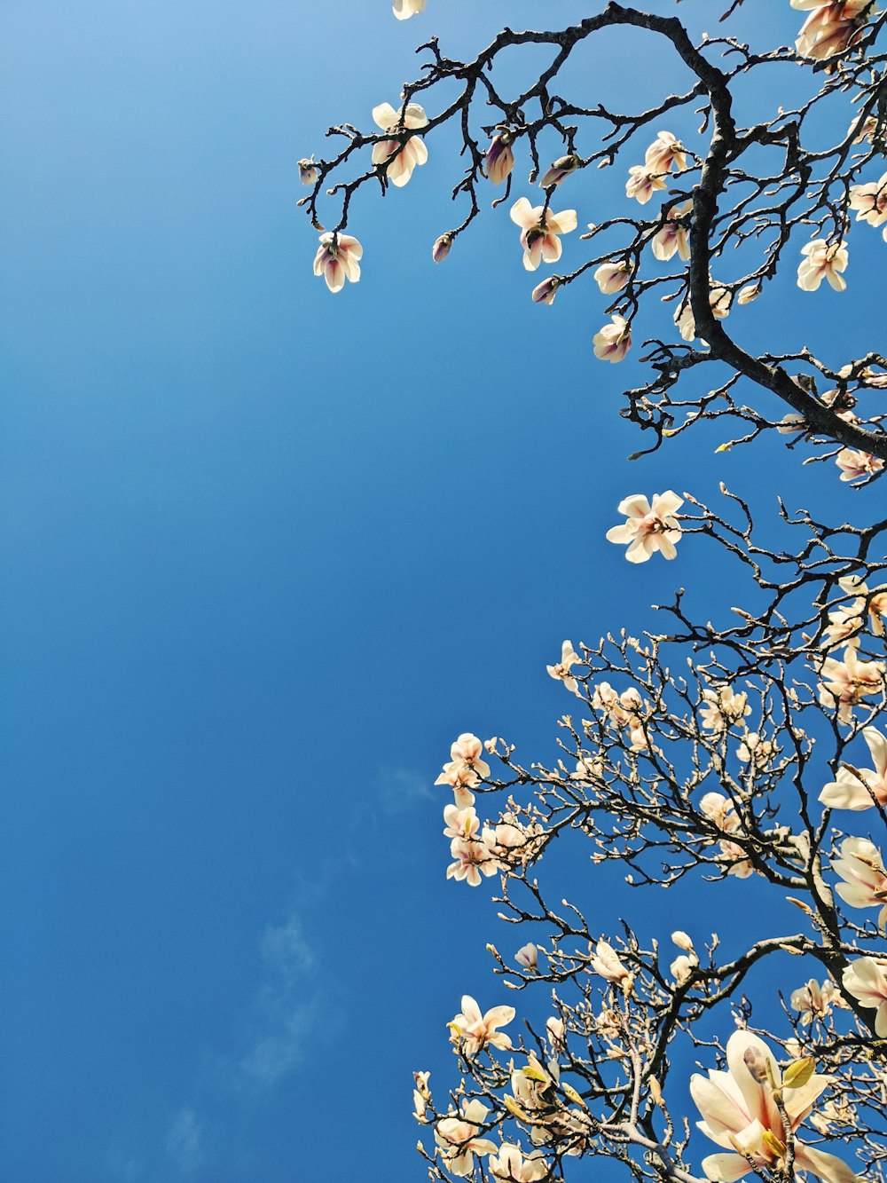white flowers on tree branch under blue sky during daytime