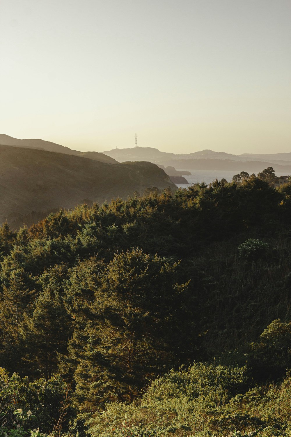 green trees on mountain during daytime