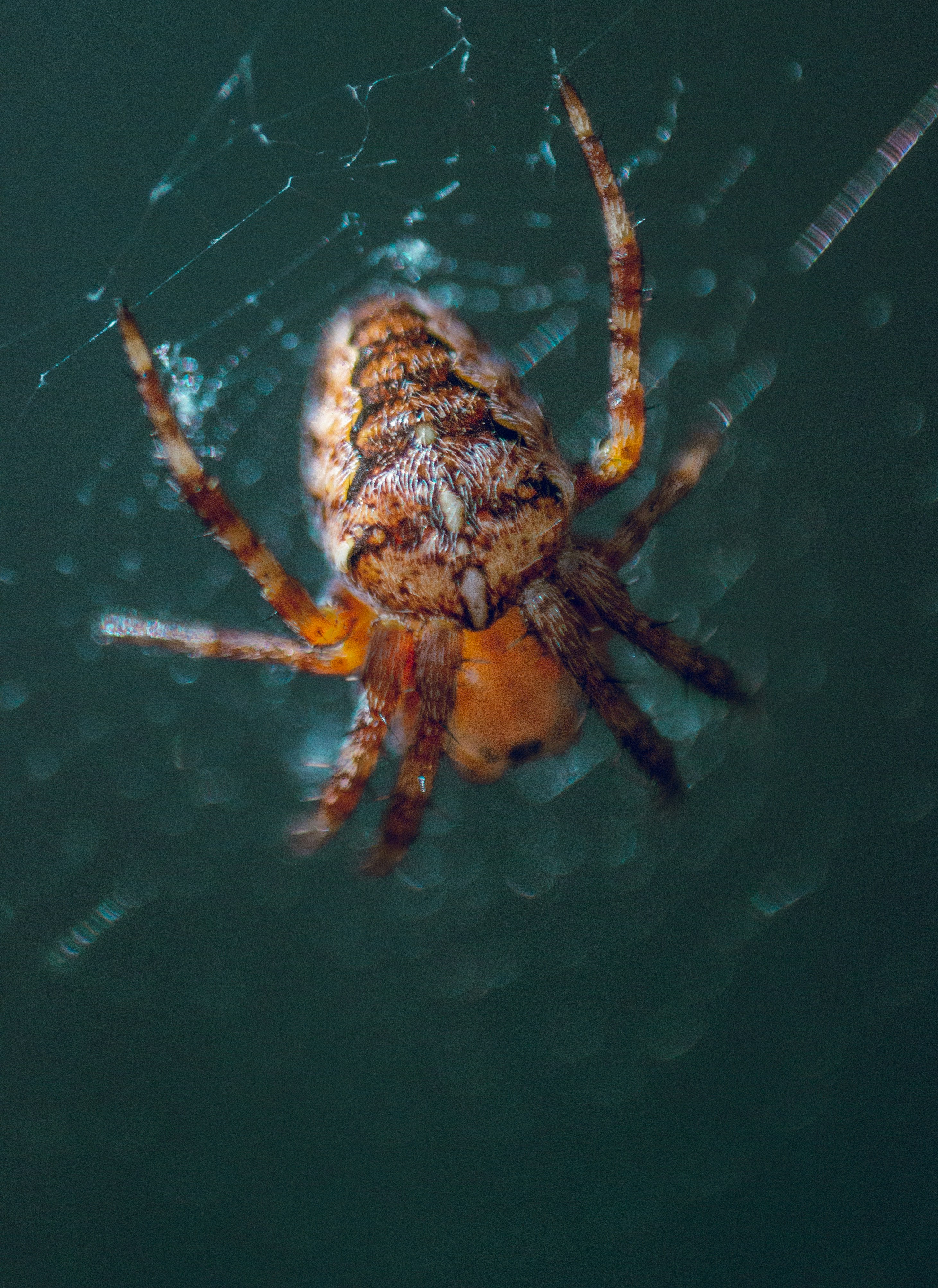 4. Water Spider (image credits: unsplash)