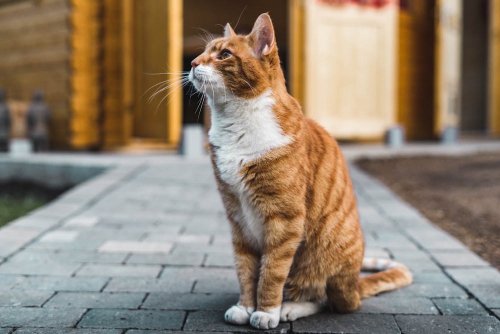 gato naranja y blanco sobre piso de ladrillo gris