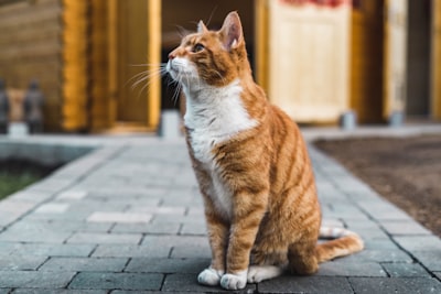 Warum der Rücken Ihrer Katze zuckt: Ursachen, Behandlung und Vorbeugung