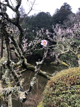 A close-up of a moss-covered tree branch with a single pink and white flower in focus. The background features a serene landscape with blooming trees and dense, dark green foliage, suggesting a tranquil, natural setting by a body of water.