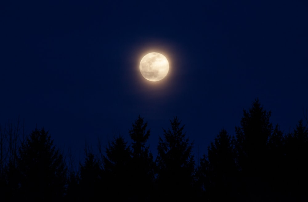 full moon over green trees