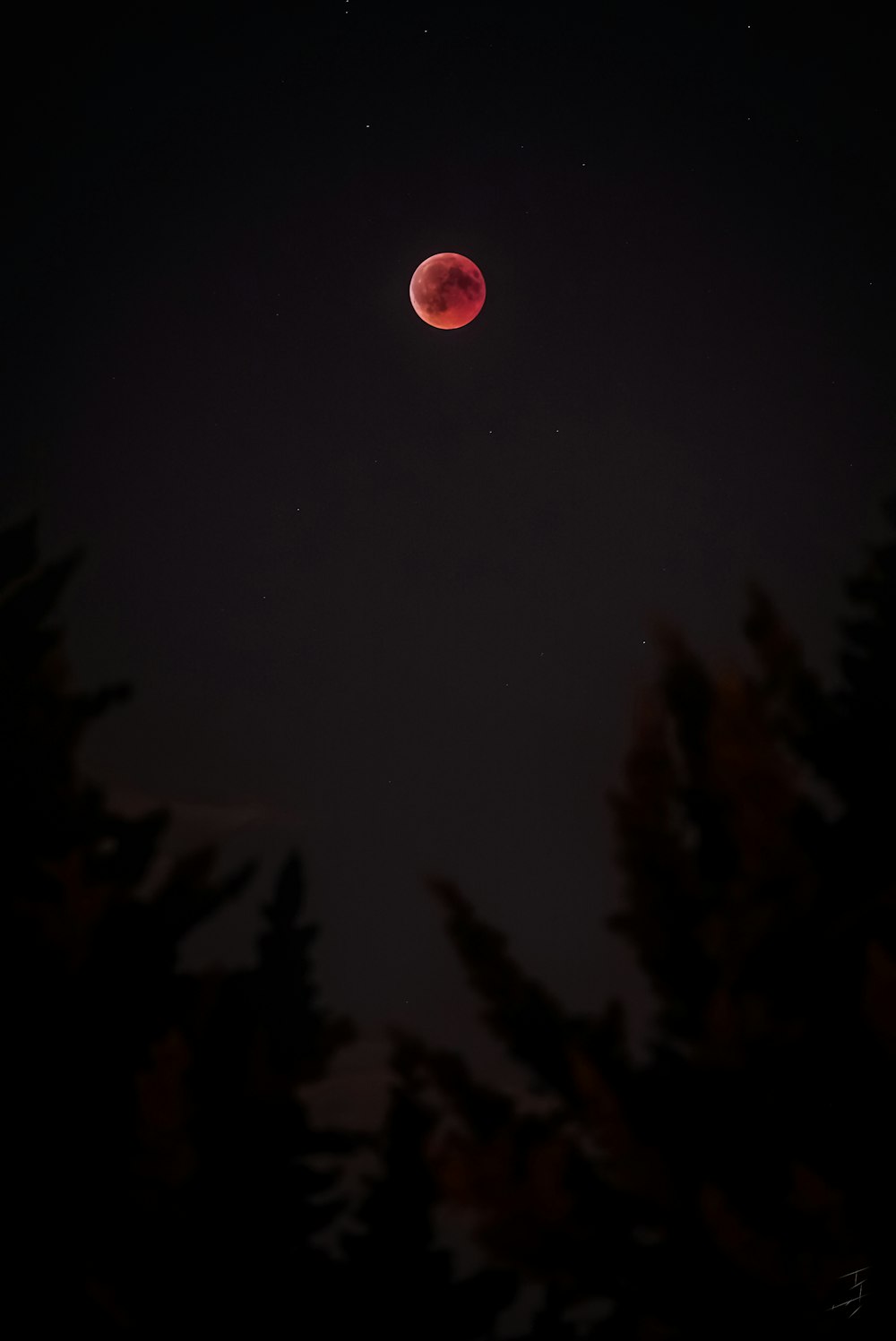 silhouette of trees under full moon