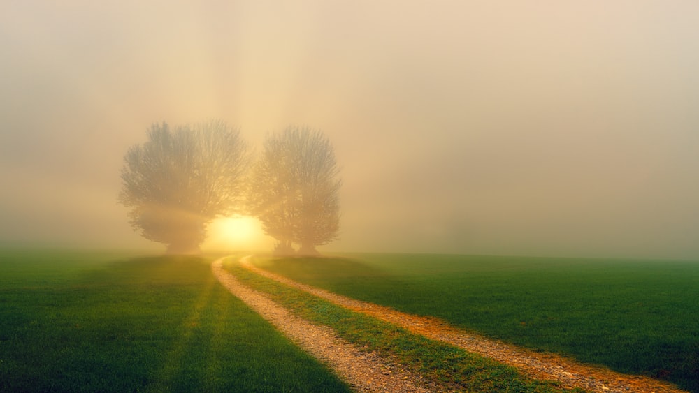 green grass field with trees during daytime