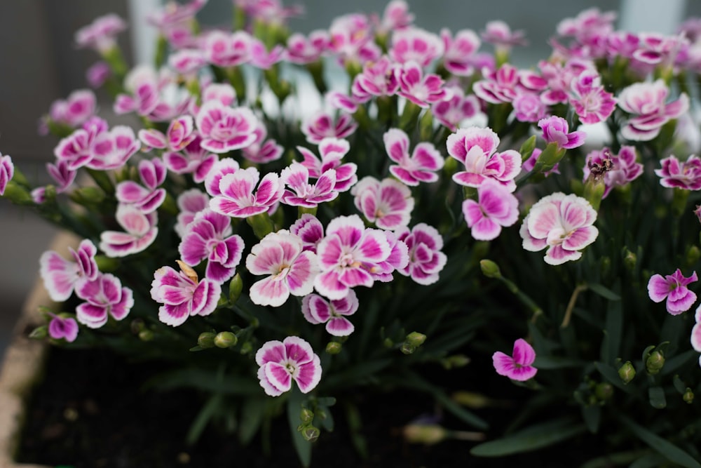 flores roxas com folhas verdes