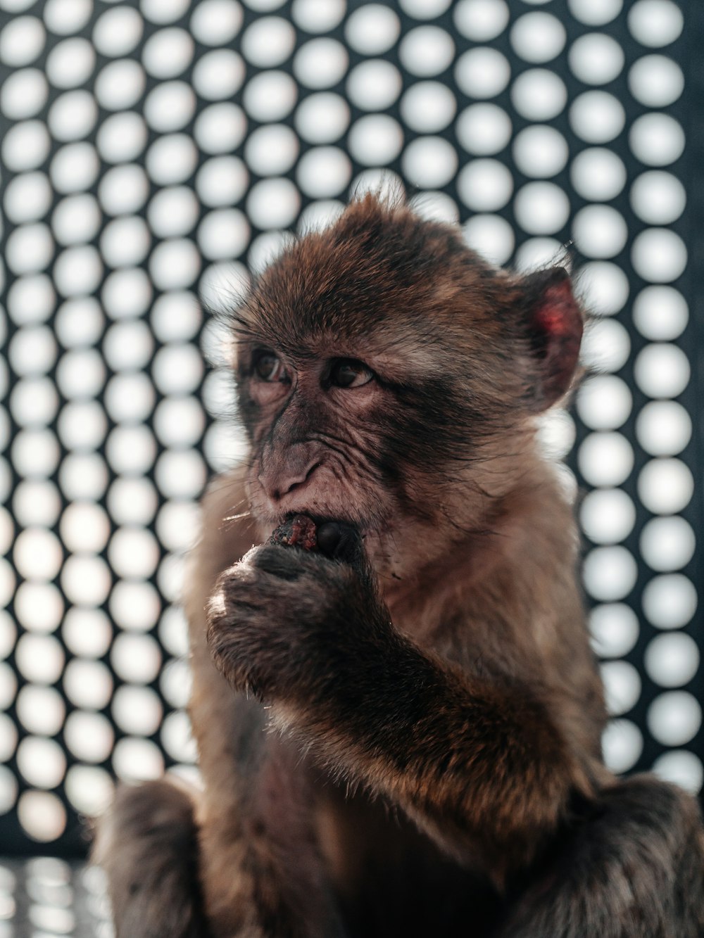 brown monkey on white and black textile